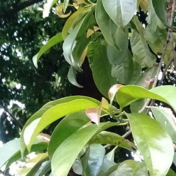 Garcinia Binucao Care Guide: Water, Soil & Propagation - Plantiary