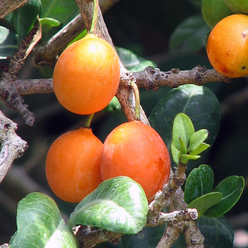 Garcinia Livingstonei