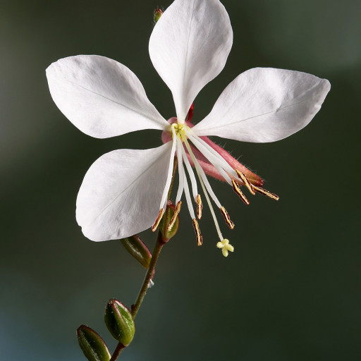 Gaura Lindheimeri
