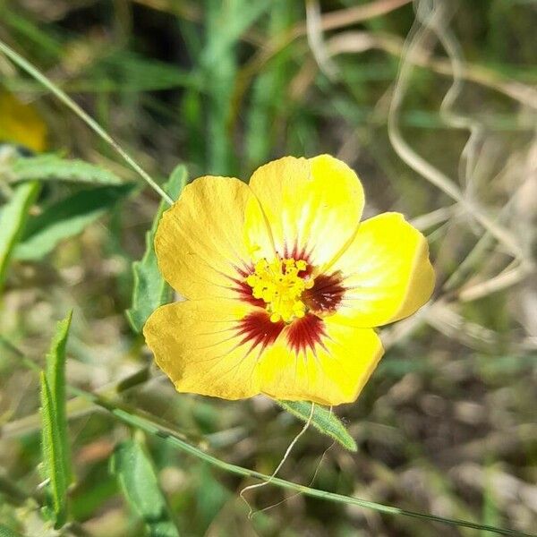 Gaya Parviflora