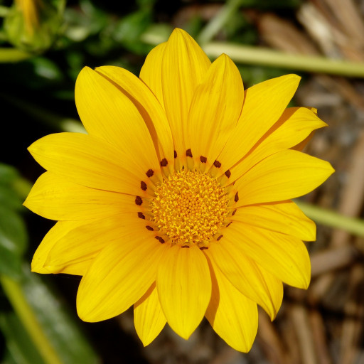 Gazania Rigens