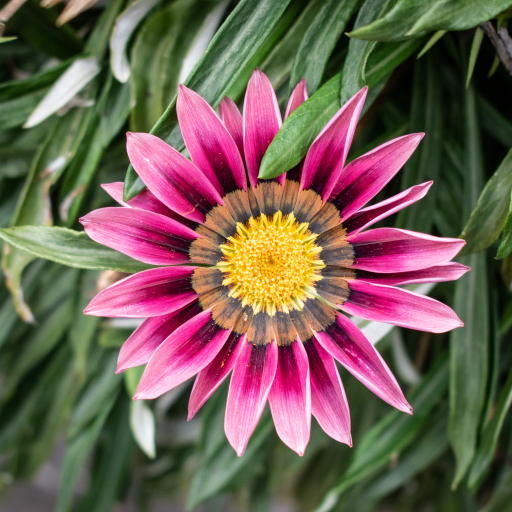 Gazania Spp.