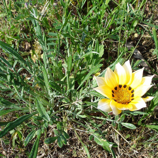 Gazania