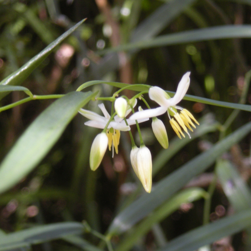 Geitonoplesium Cymosum