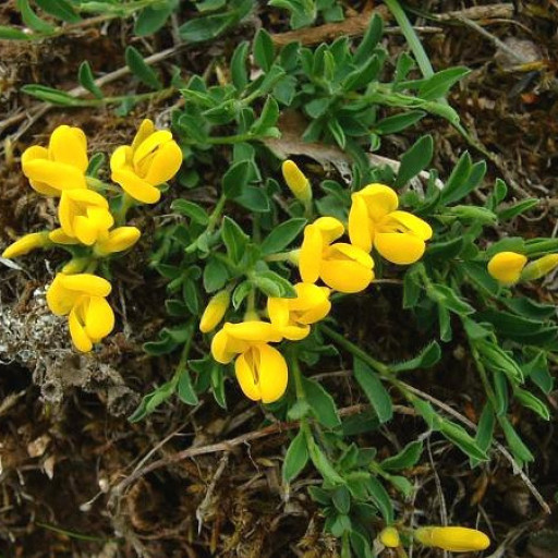 Genista Pilosa
