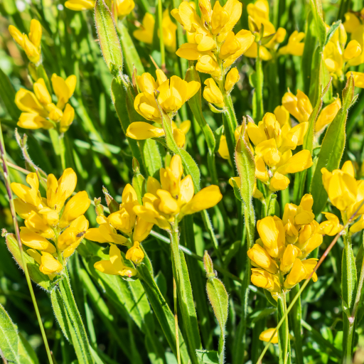 Genista Sagittalis