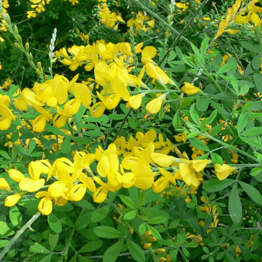 Genista Spachiana