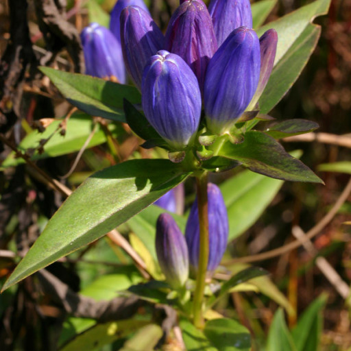 Gentiana Andrewsii