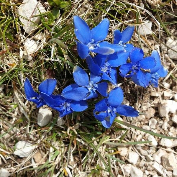 Short leaved Gentian Gentiana Brachyphylla Plant Care How To Grow Short leaved Gentian Gentiana Brachyphylla Plant Care How To Grow
