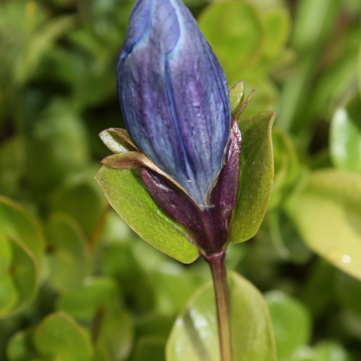 Gentiana Calycosa
