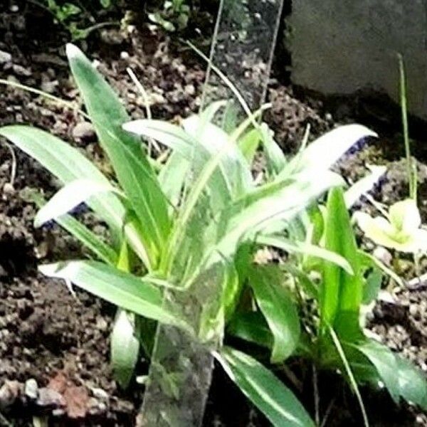 Gentiana Dahurica