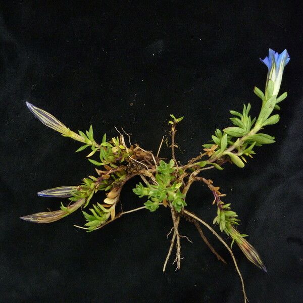 Gentiana Obconica
