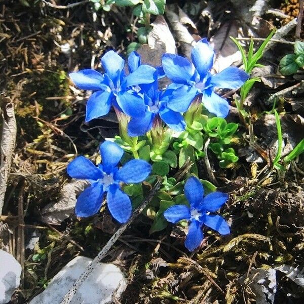 Gentiana Orbicularis