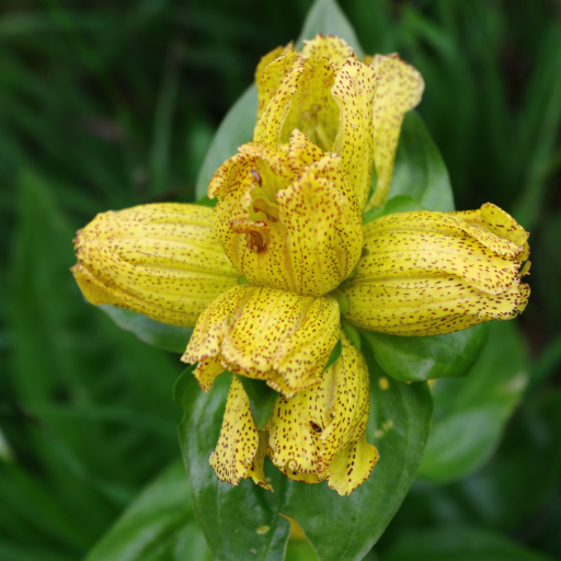 Gentiana Punctata