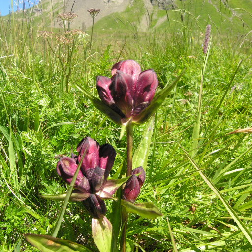 Gentiana Purpurea