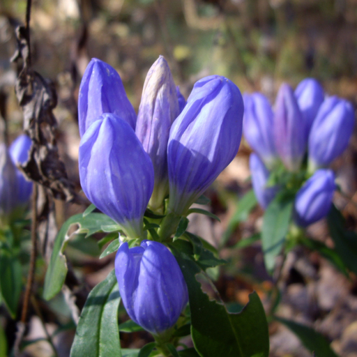 Gentiana Saponaria