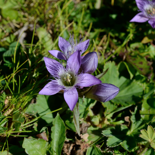 Gentianella Germanica
