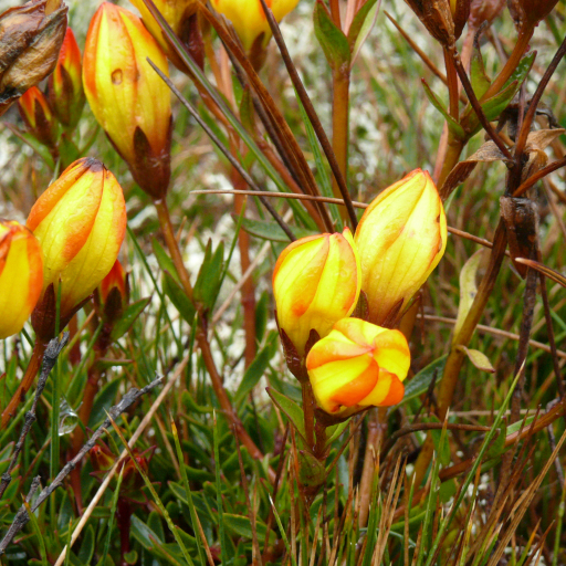 Gentianella Hirculus