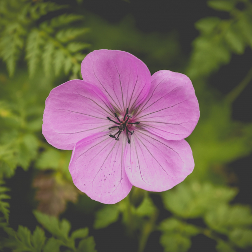 Geranium Cinereum
