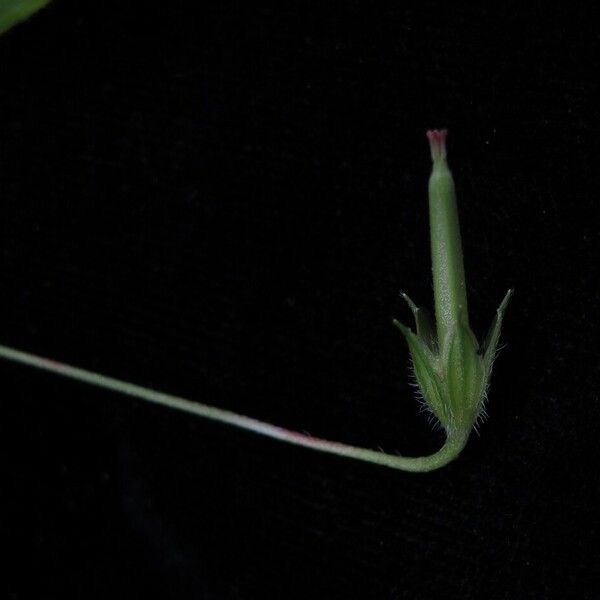 Nepal Geranium (Geranium Nepalense) Plant Care & How to Grow, Water