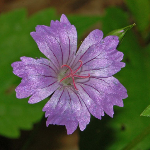 Geranium Nodosum
