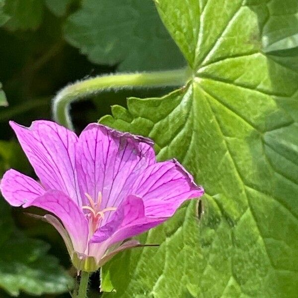 Geranium × Oxonianum