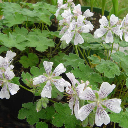 Geranium Renardii