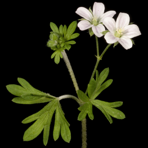 Geranium Solanderi