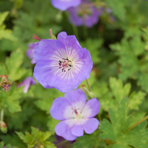 Geranium Wallichianum
