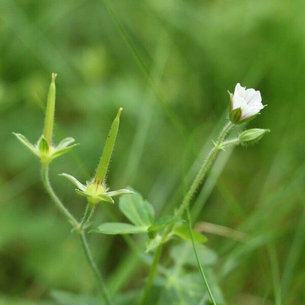 Geranium Wilfordii