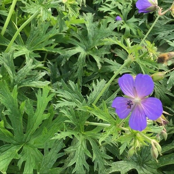 Geranium Wlassovianum