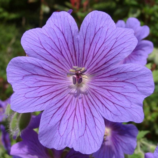 Geranium X Magnificum