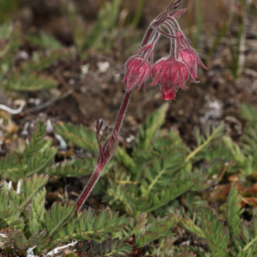 Geum Triflorum