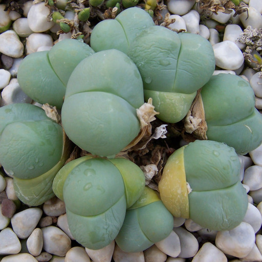 Gibbaeum Heathii
