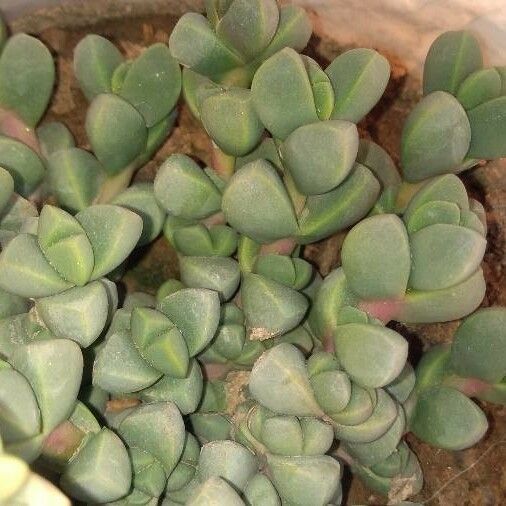 Gibbaeum Petrense
