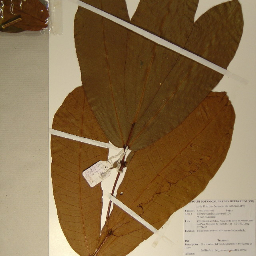 Gilbertiodendron Dewevrei