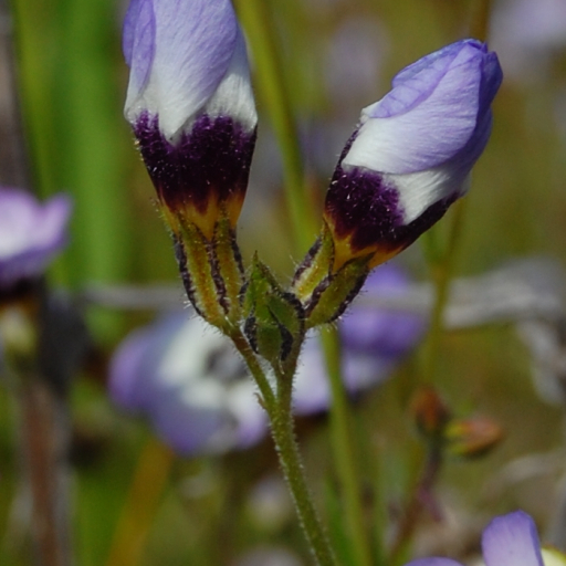 Gilia Tricolor