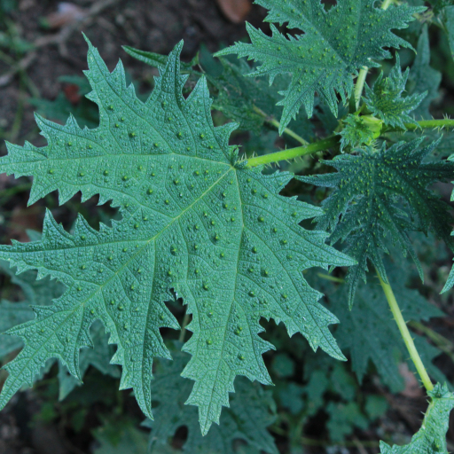 Girardinia Diversifolia