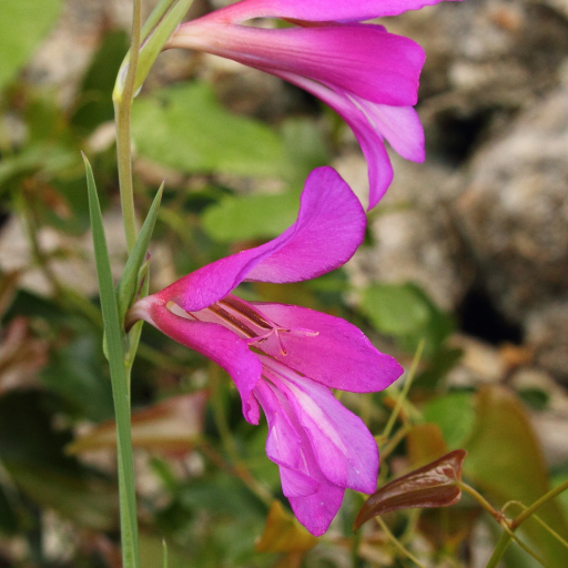 Gladiolus Illyricus