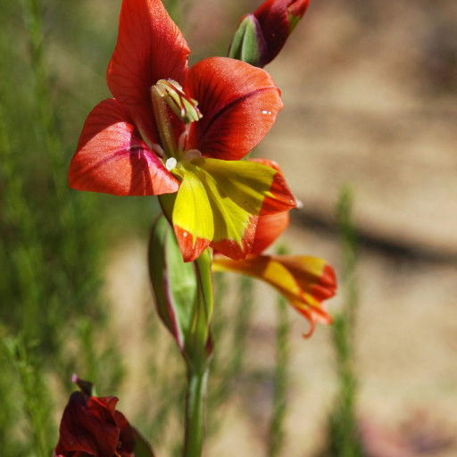 Gladiolus