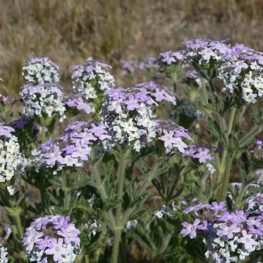 Glandularia Gooddingii