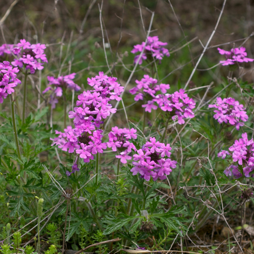 Glandularia Nana