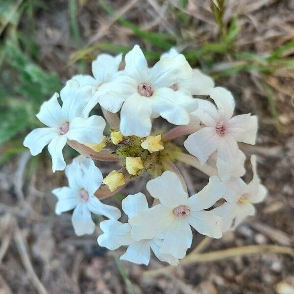 Glandularia Platensis