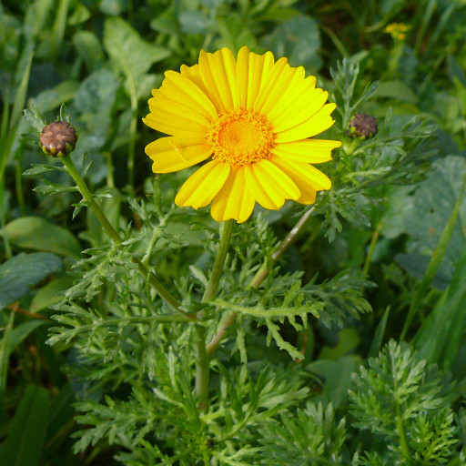Glebionis Coronaria