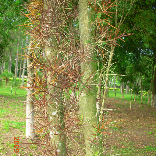 Gleditsia Amorphoides