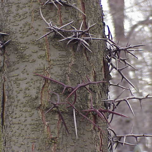 Gleditsia Sinensis