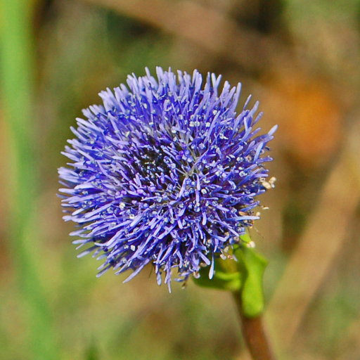 Globularia Bisnagarica