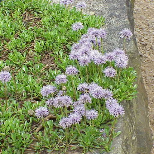 Globularia Cordifolia