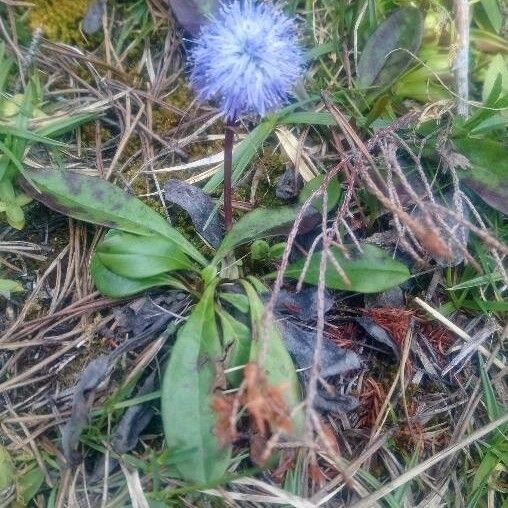Globularia Nudicaulis