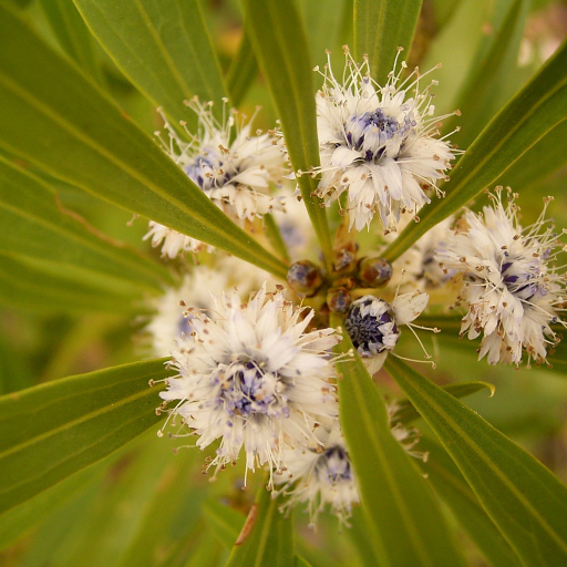 Globularia Salicina
